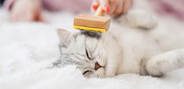 Top Cat Grooming Services and Cat Groomers in Montgomery