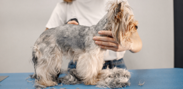 Professional Dog Grooming and Experienced Dog Groomers in Bronx