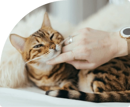 Groomit for cats FAQs