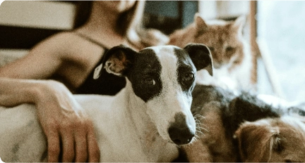 Groomit for dogs FAQs