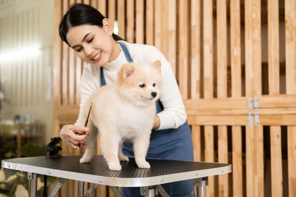 Groomer scissoring a fluffy Pomeranian on a grooming table in her studio