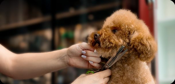 Groomer trimming a curly red poodle with thinning shears